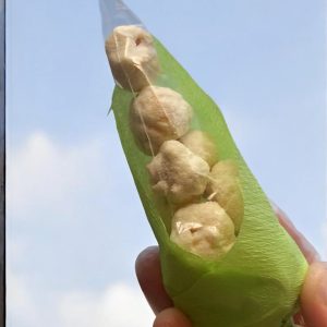 Lembrancinha junina com a média de 30g